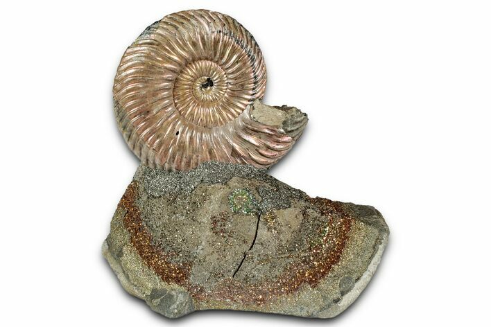 Iridescent, Pyritized Ammonite (Quenstedticeras) Fossil Display #344281